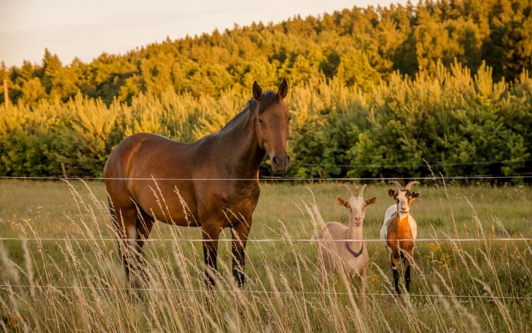 horse and goats in a field