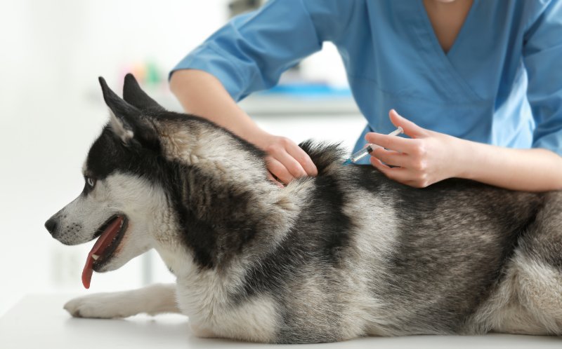 How to Give a Subcutaneous Injection to Your Dog or Cat