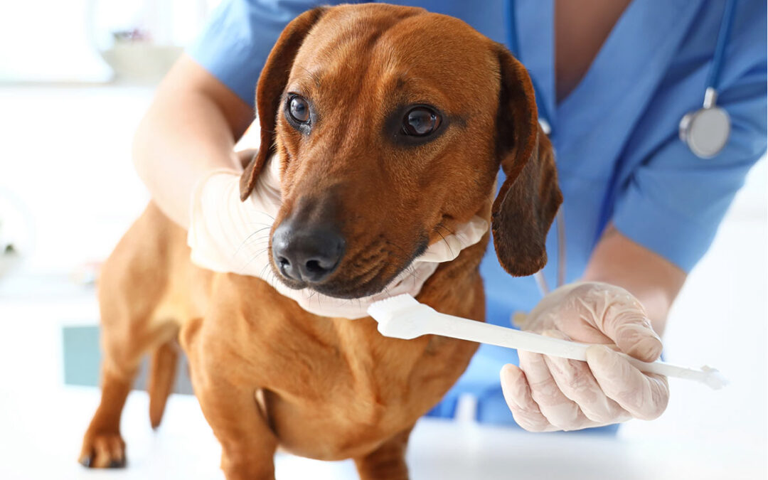 How to Brush Your Dog’s Teeth Like a Pro