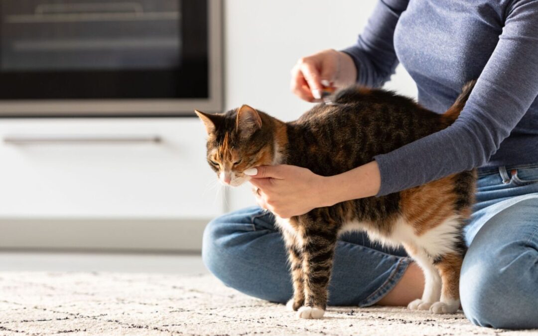 DIY Home Pet Care For Cats