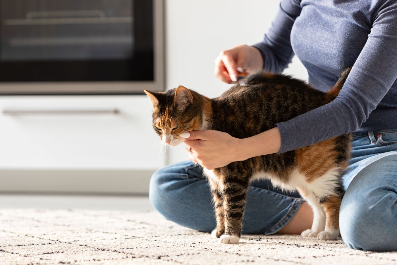 DIY Home Care For Cats