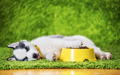 9 Diet & Nutrition Tips to Keep Your Pet Healthy