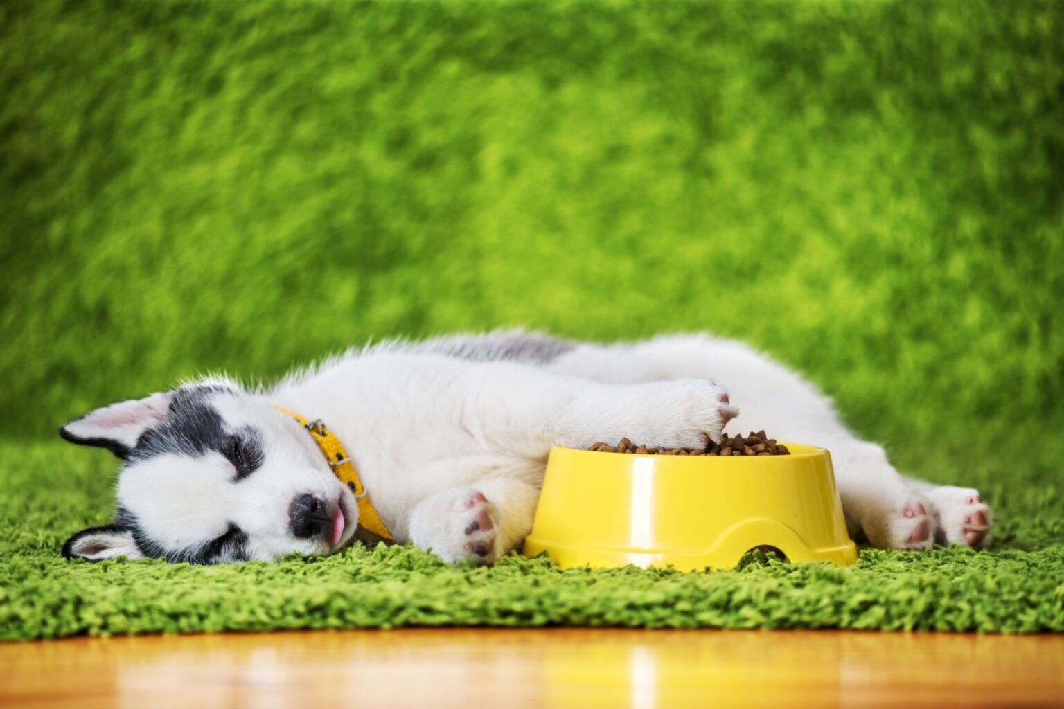 A full husky naps next to a bowl of dog food