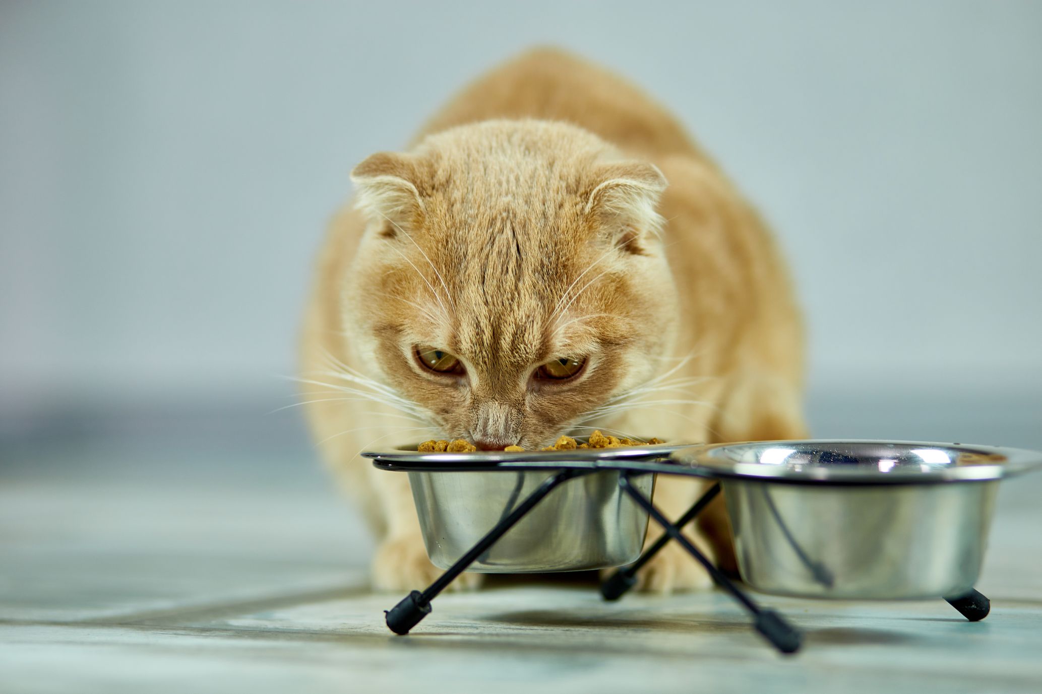 Can Pets Have Food Allergies