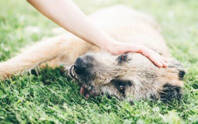 What Are the Signs & Treatments for Dogs With Seasonal Allergies?