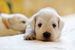 A young puppy lays down on a soft cushion while receiving a diagnostic exam