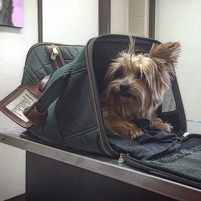 small terrier dog in a travel case on top of a pet exam table