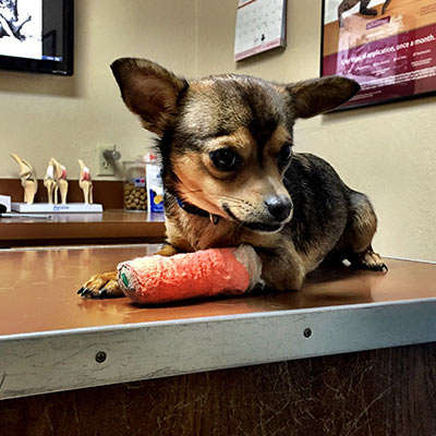 chihuahua with broken leg receiving wellness pet exam