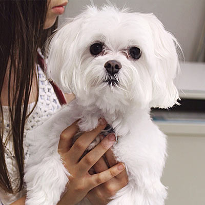 White curly haired dog being held during wellness pet exam