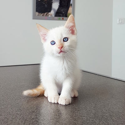 White cat with blue eyes on an exam table during pet exam
