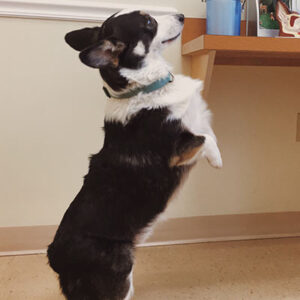 Good dog standing on back legs during preventative pet exam