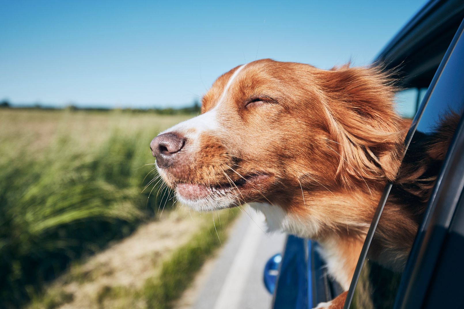 dog-travel-by-car-2021-08-26-22-39-00-utc