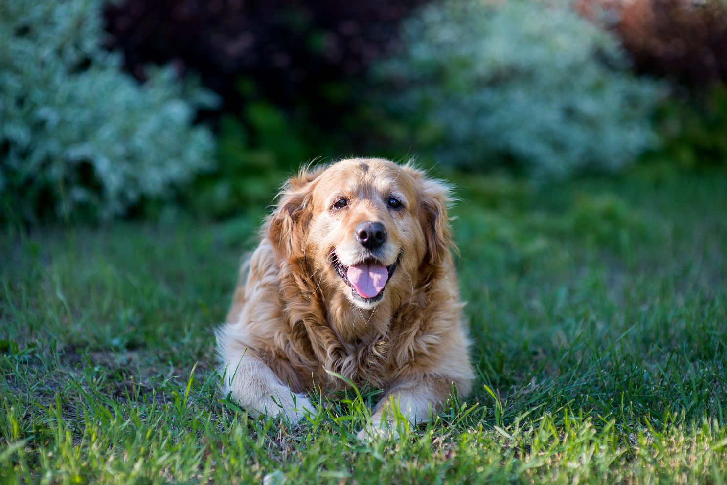 A old dog sits happily in the green grass