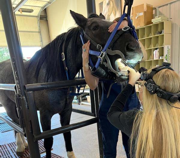 Horse receives dental care during equine wellness exam