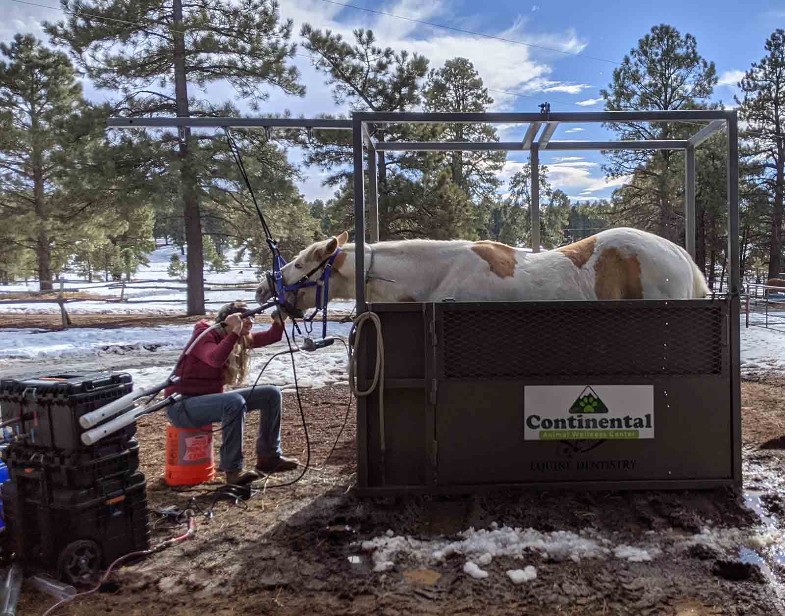 Flagstaff Veterinarian Preventative Care for Horses CAWC