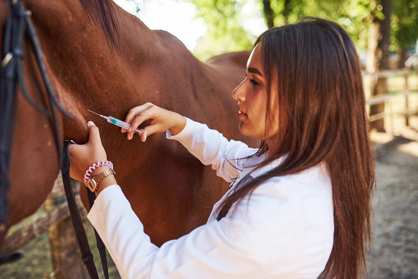 Horse receives equine vaccination during exam