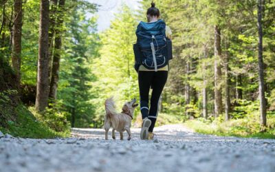 How To Keep Your Dog Cool During Summer Hikes