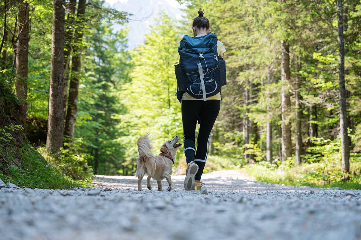 Keep Your Dog Cool During Summer Hikes | Continental Animal Wellness