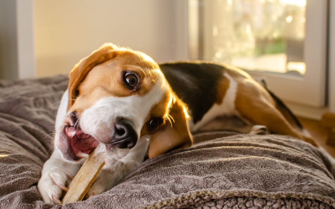 What Are the Best Veterinarian-Approved Dental Chews for Dogs?