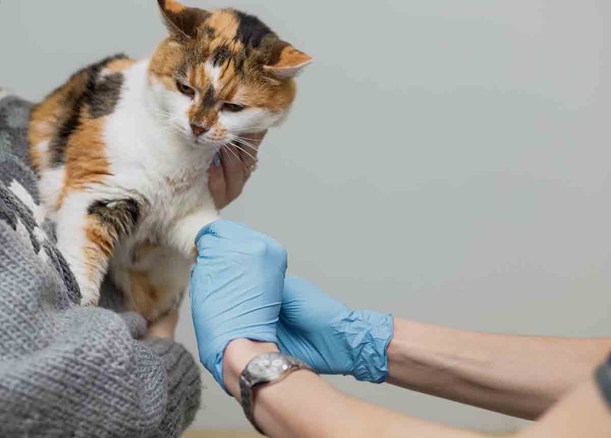 First aid for your cat