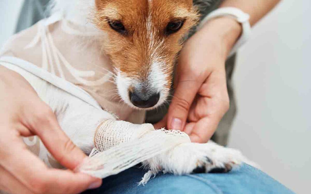 What’s Important To Include In A Pet First-Aid Kit?