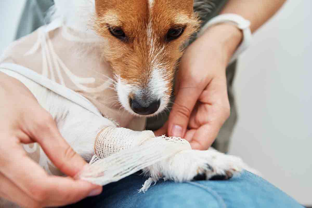 First aid for your dog