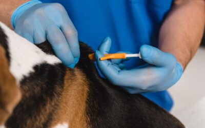 How Does Microchipping Work?