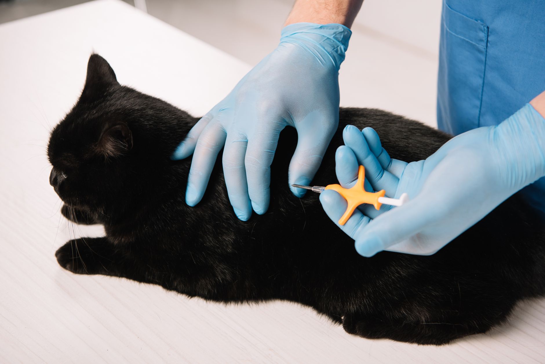 Veterinarian microchipping a black cat.