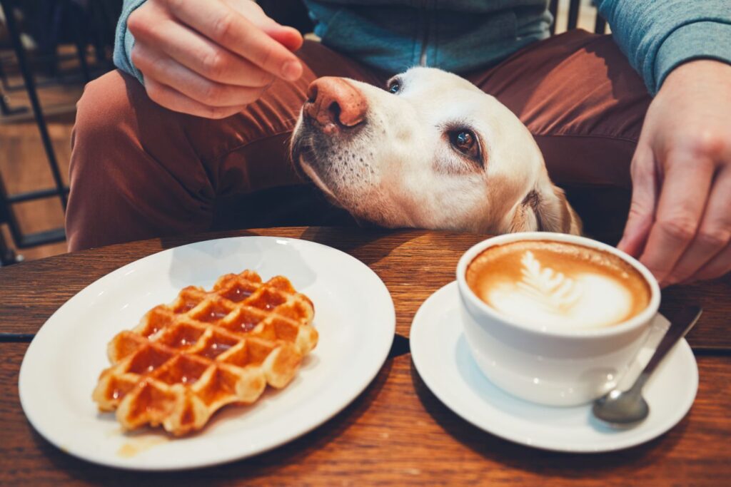 Dog sitting near the table with its owner at a dog-friendly cafe.