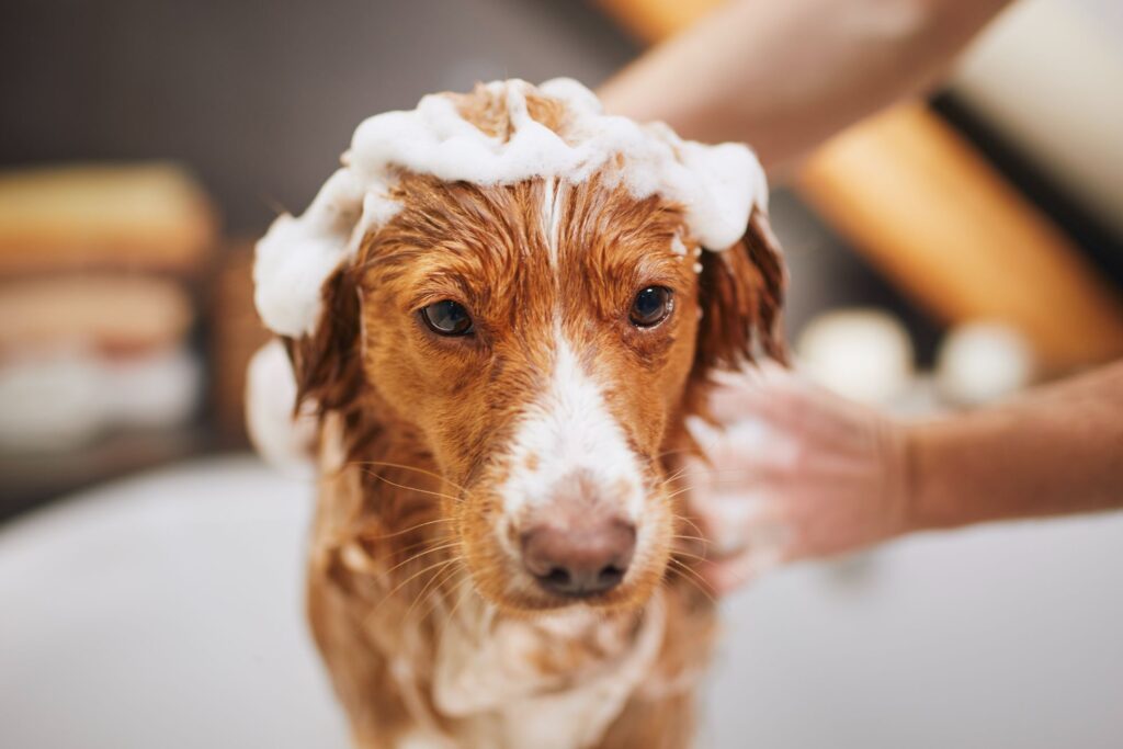 Dog getting a bath at a spa.