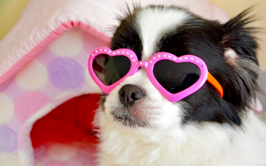3 Things to Do With your Dog on Valentine’s Day