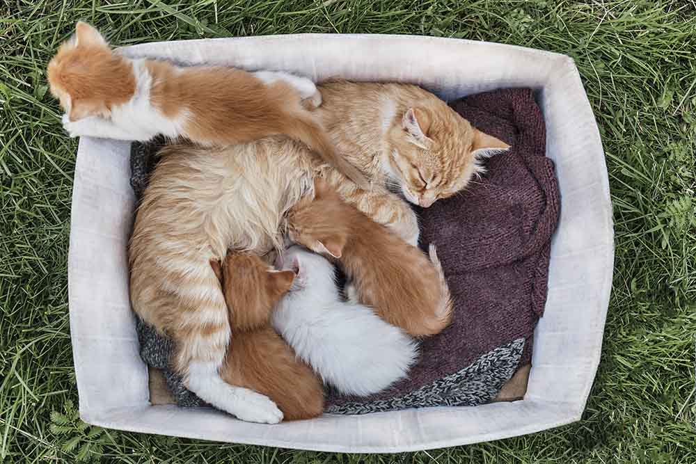 Kittens with mom
