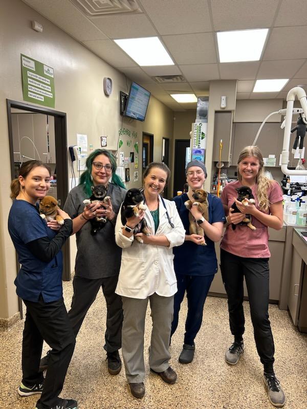 CAWC Flagstaff vets holding puppies