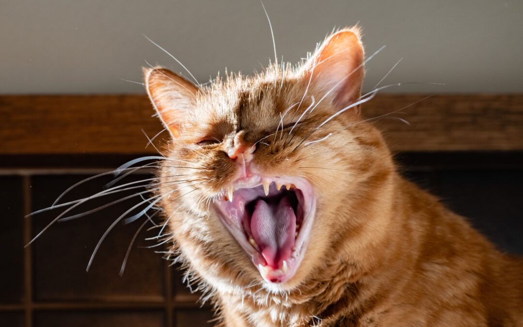 How to Prevent the 3 Most Common Dental Diseases in Cats