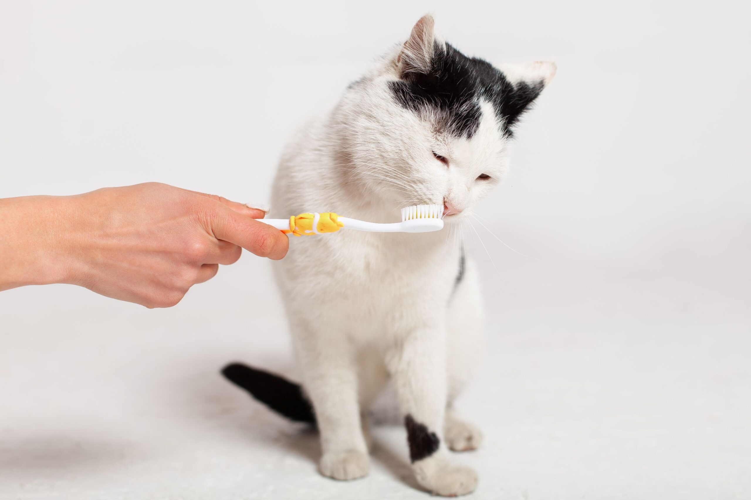 Black and White Cat Getting Teeth Brushed