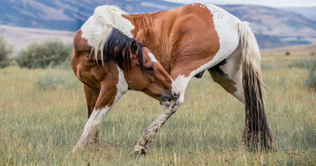 Horse Biting Leg to Itch Scratch