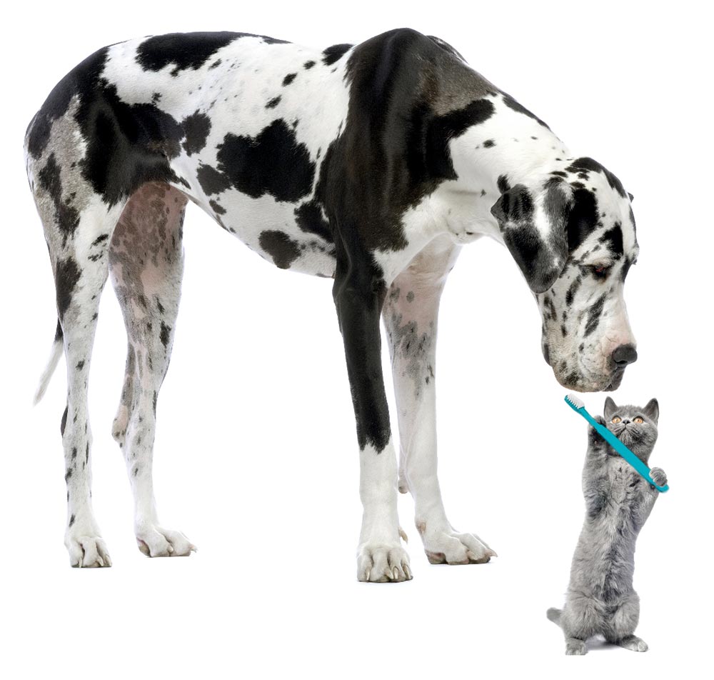 Grey Kitten Holding Toothbrush to Great Dane's Mouth