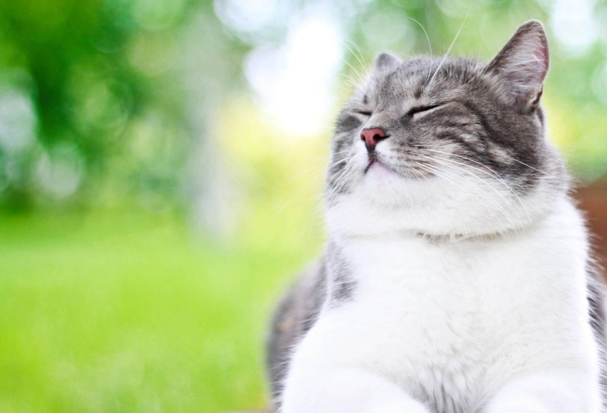 Happy Cat with Eyes Closed Outdoors