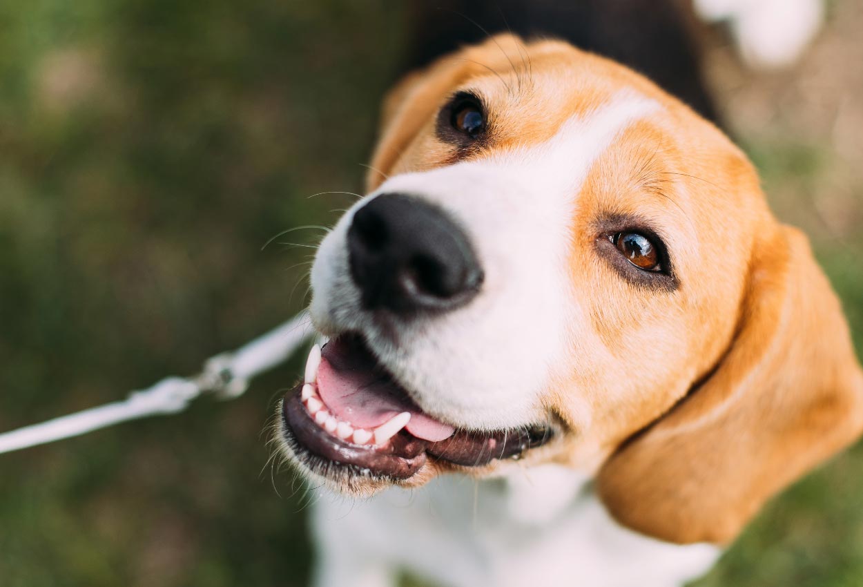 Happy Dog on a Leash