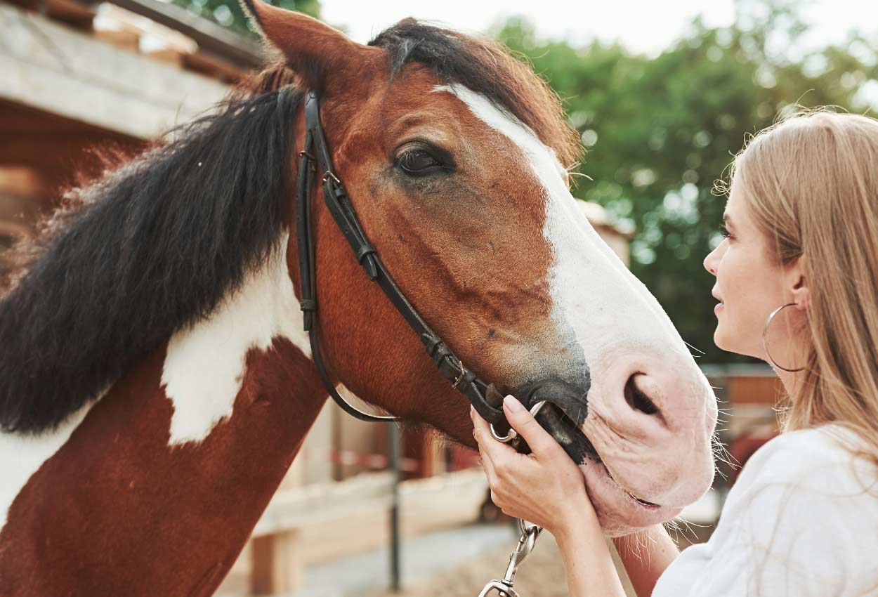 Brown & White Horse with His Owner