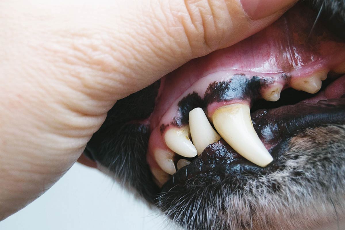 Owner Showing Dog's Gums & Teeth