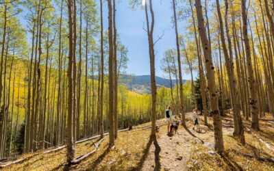 Our 3 Favorite Dog-Friendly Fall Hikes for Leaf Peeping