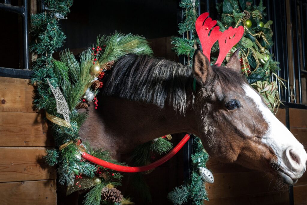 A bay horse with white blaze wearing reindeer antlers peeks out of a stall decorated for Christmas