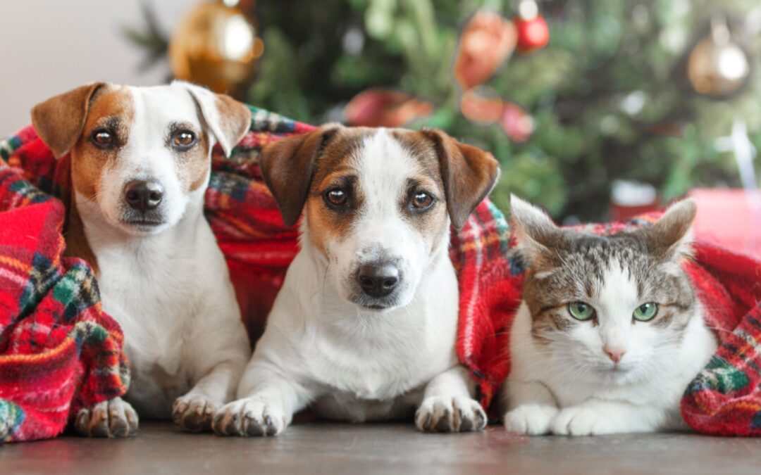 Christmas Wishlist for Your Pet