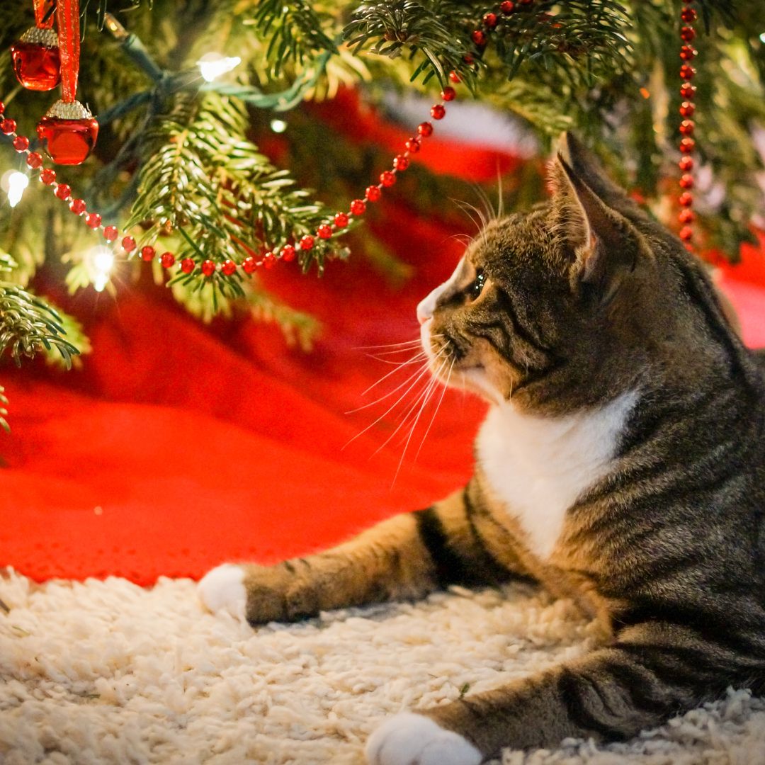 A cat lays on the tree skirt below the Christmas tree and gazes at the lights and decorations