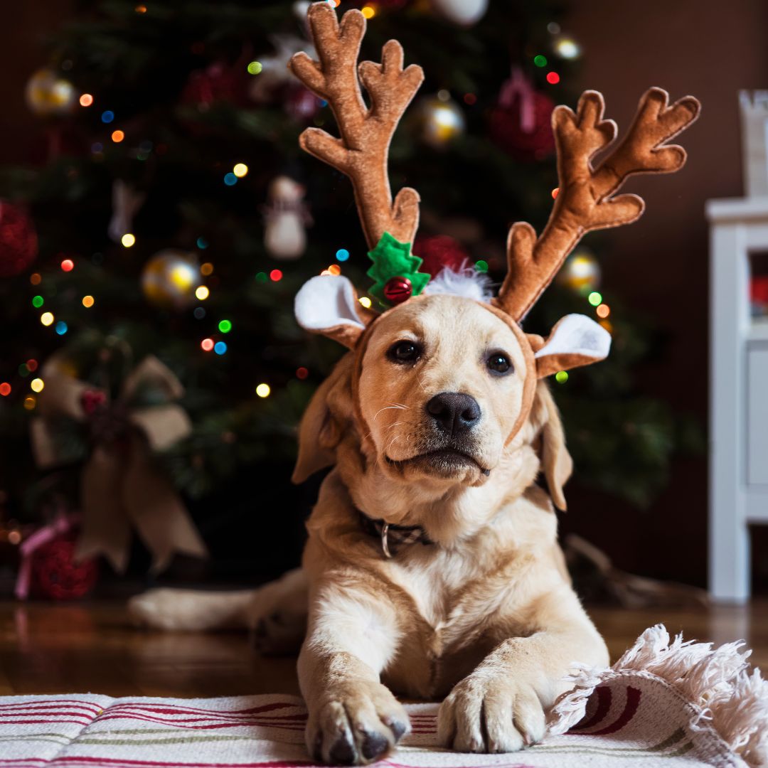 A yellow labrador type dog wears holiday reindeer antlers while sitting happily beneath the Christmas tree. 