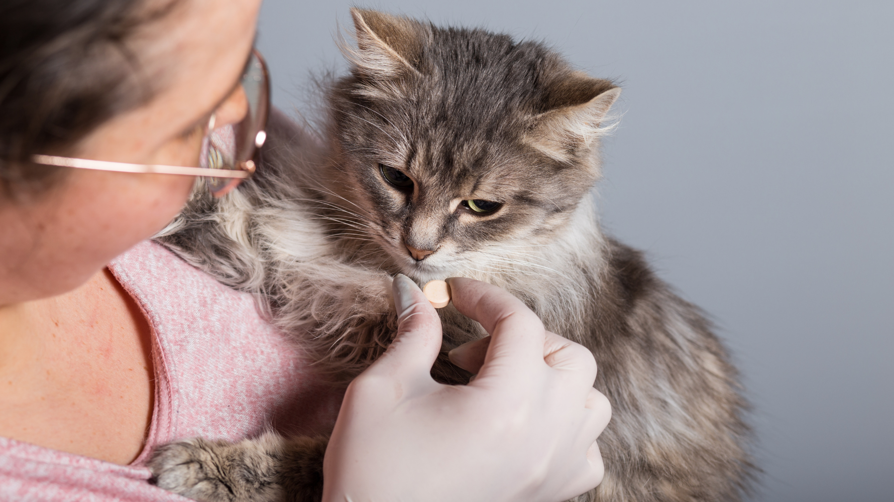 A person administers a deworming tablet to a domestic long-haired cat held in their arms, focusing on the importance of pet deworming for feline health.