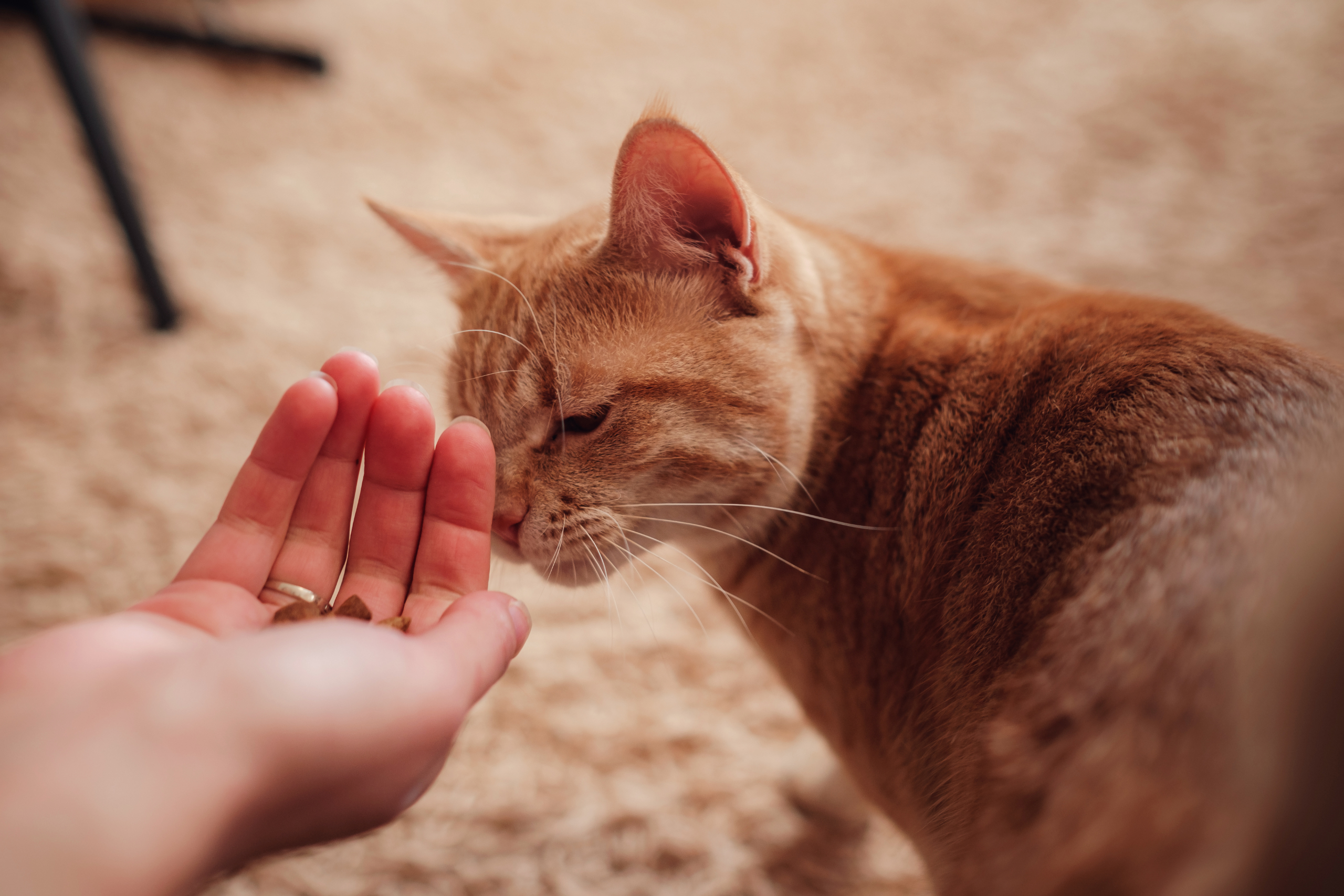 Elderly cat receiving treats from owners hand