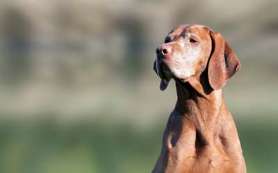 How At-Home Pet Euthanasia Can Help You Say Goodbye to Your Pet