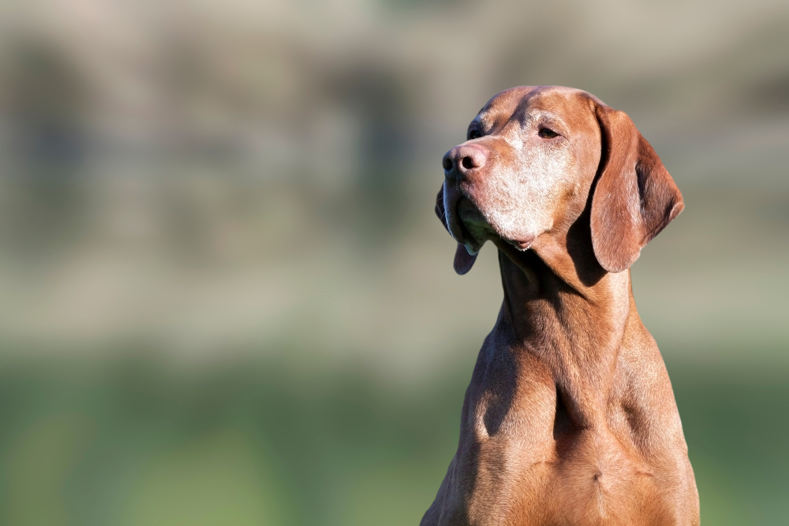 An elderly tan dog looks off into the distance, with grey hairs showing on its muzzle.